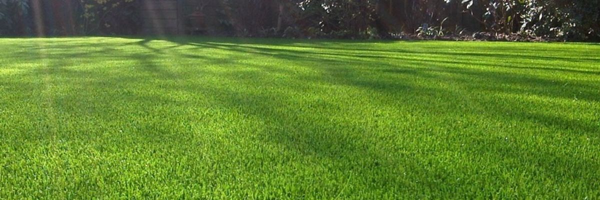 Низькорослі газонні трави фото