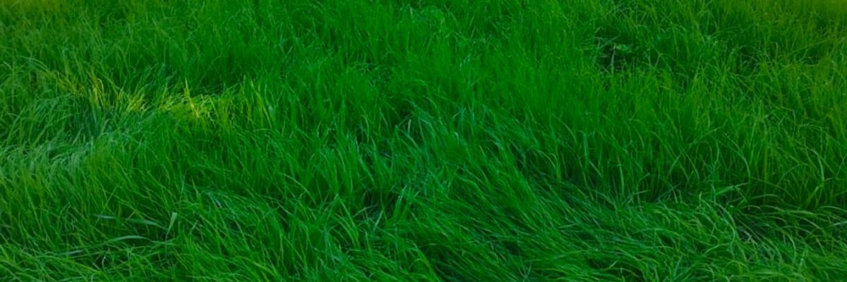 Овсяница луговая: описание, нюансы посева и применение в газонах фото