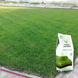 Газонна трава Універсальна 1 кг 60 фото 1